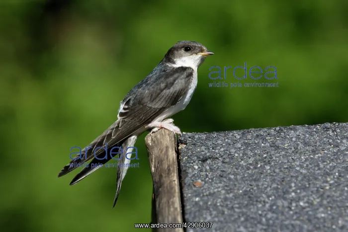 : House Martin - Juvenile sitting on roof : House Martin - Juvenile sitting on roof