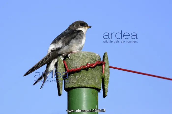 : House Martin - Juvenile on washing line post : House Martin - Juvenile on washing line post