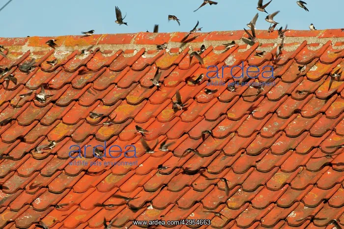 : House Martin - Juveniles and adults sunning their : House Martin - Juveniles and adults sunning their