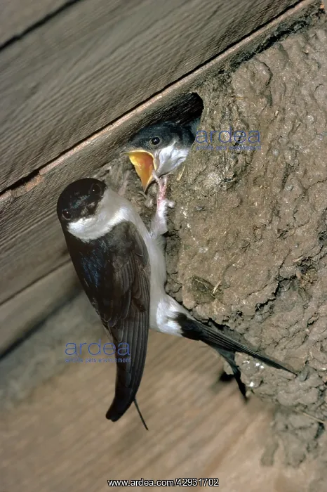 : House Martin - at nest : House Martin - at nest