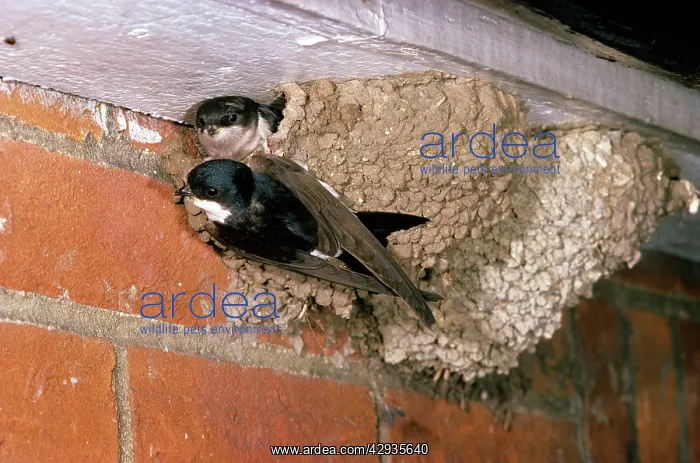  : House Martin - at nest