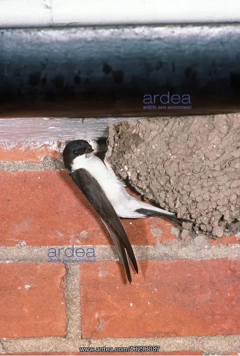: HOUSE MARTIN - at nest : HOUSE MARTIN - at nest