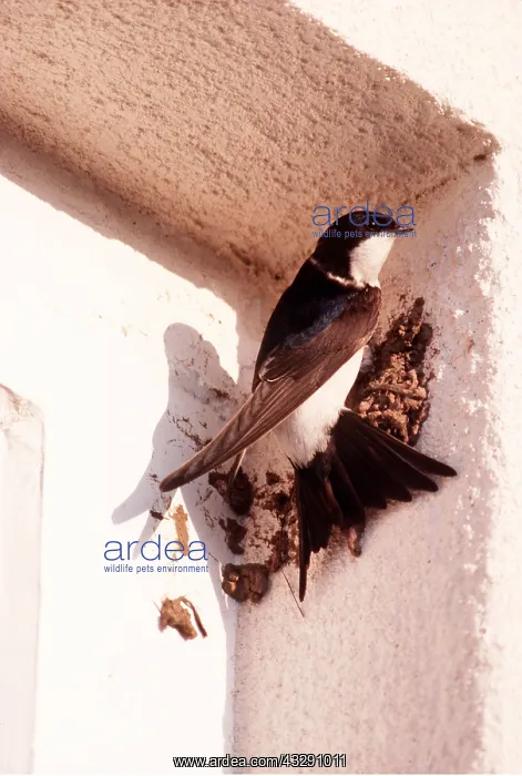 : HOUSE MARTIN - nest building : HOUSE MARTIN - nest building