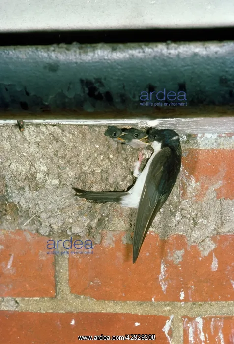 : HOUSE MARTIN - at nest, feeding chicks : HOUSE MARTIN - at nest, feeding chicks