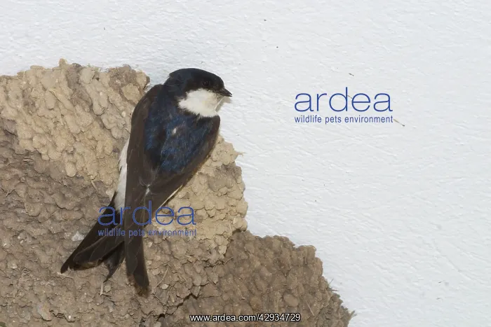 : House Martin at nest - Nesting under the eaves : House Martin at nest - Nesting under the eaves