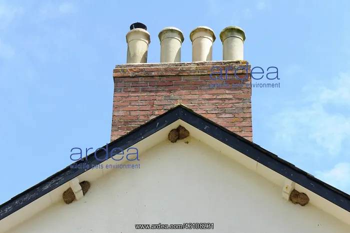 : House martin nesting colony : House martin nesting colony