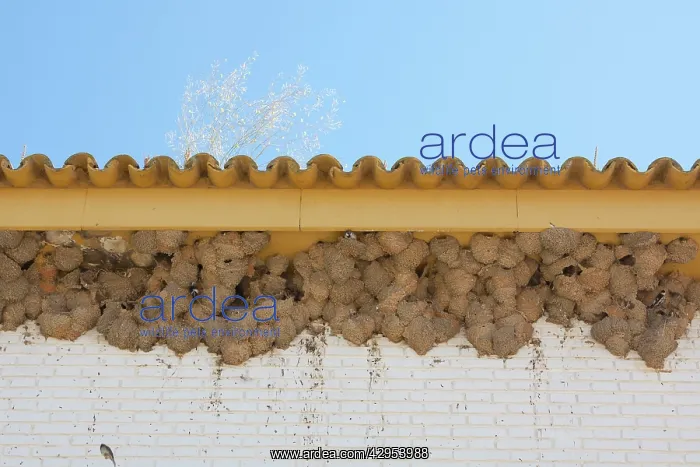 : House Martin - Nests on underside of house : House Martin - Nests on underside of house