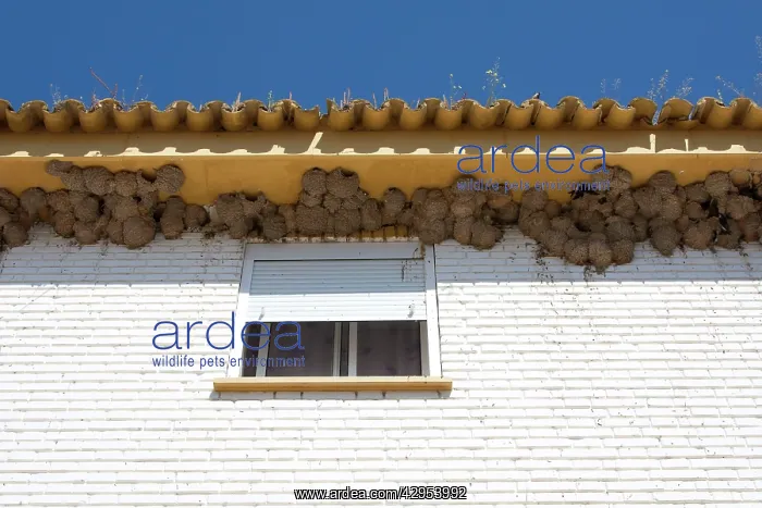 : House Martin - Nests on underside of house : House Martin - Nests on underside of house