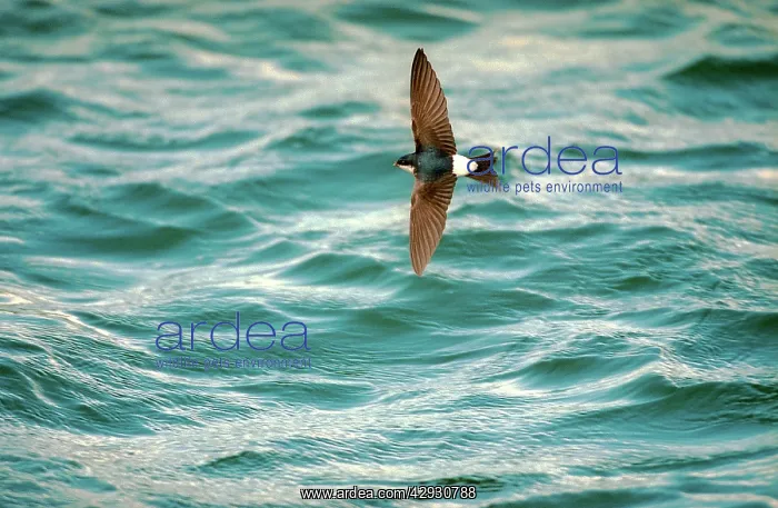 : HOUSE MARTIN - at sea, in flight : HOUSE MARTIN - at sea, in flight