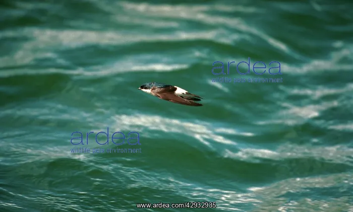 : HOUSE MARTIN - at sea, in flight : HOUSE MARTIN - at sea, in flight