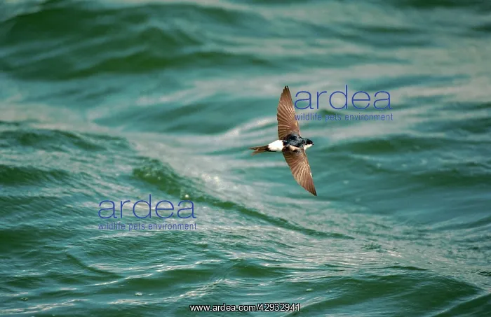 : HOUSE MARTIN - at sea, in flight : HOUSE MARTIN - at sea, in flight