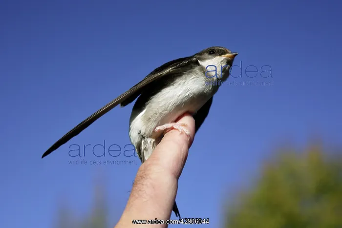 : House Martin - Tended immature bird being released : House Martin - Tended immature bird being released