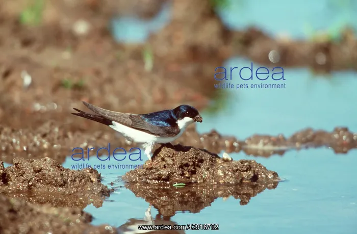 : House Martin - By water : House Martin - By water