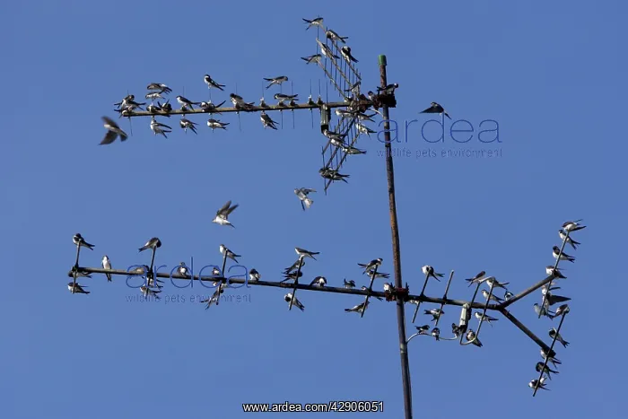 : House Martin - Young birds gathering on TV aerial : House Martin - Young birds gathering on TV aerial