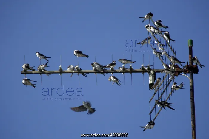 : House Martin - Young birds gathering on TV aerial : House Martin - Young birds gathering on TV aerial