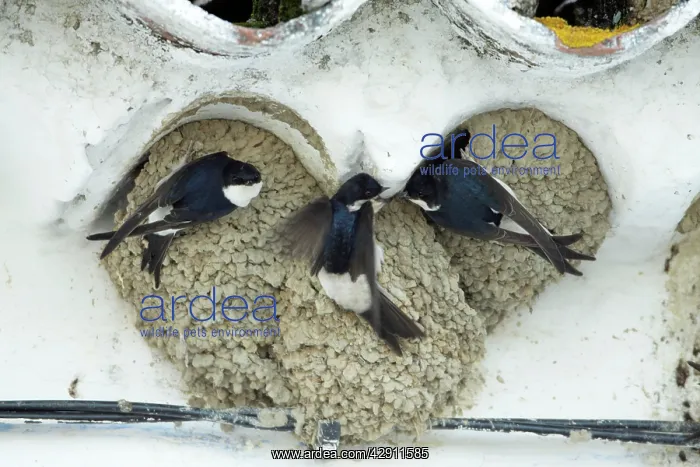 : House Martins - 3 birds squabbling over nesting rights : House Martins - 3 birds squabbling over nesting rights