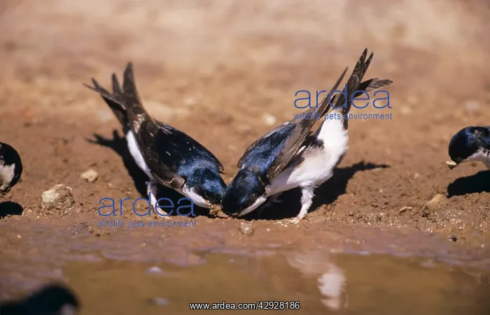 : House Martins - collecting mud to build nest, by water : House Martins - collecting mud to build nest, by water