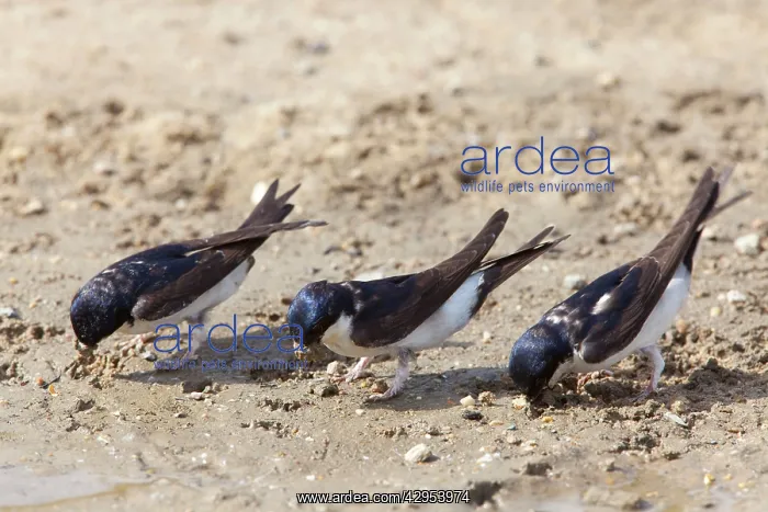 : House Martins - collecting mud for nest building : House Martins - collecting mud for nest building