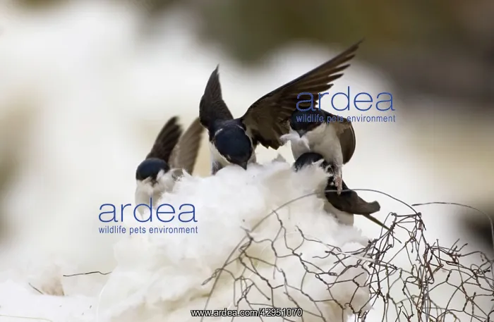 : House Martins - collecting roof insulation for : House Martins - collecting roof insulation for