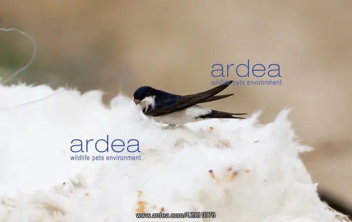 : House Martins - collecting roof insulation for : House Martins - collecting roof insulation for
