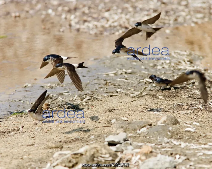: House Martins - In flight gathering nest material : House Martins - In flight gathering nest material
