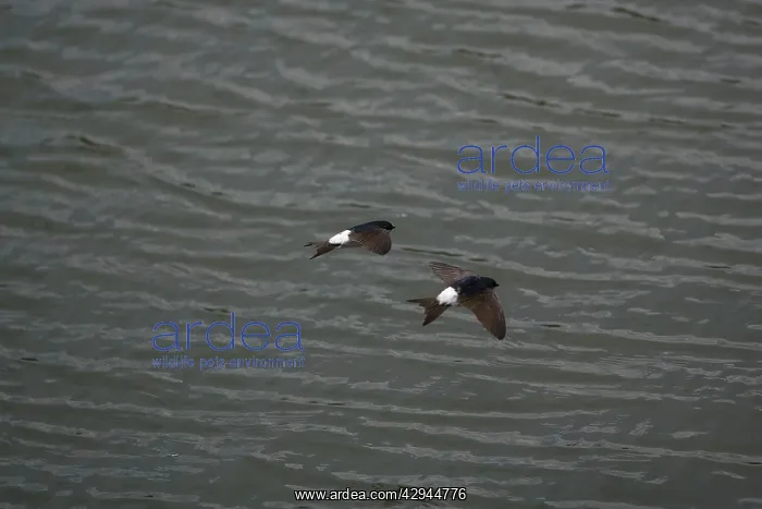  : House Martins - Two flying together hawking over