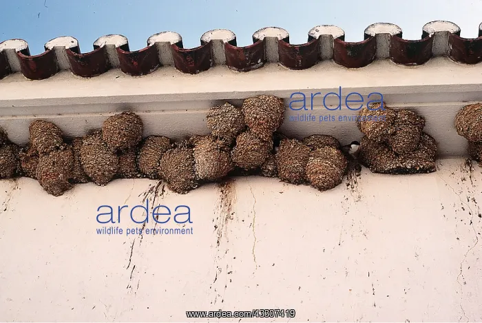 : HOUSE MARTINS - nests : HOUSE MARTINS - nests