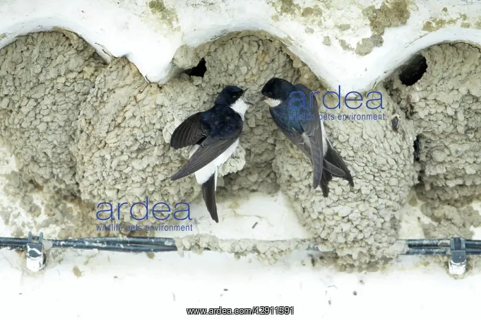 : House Martins - pair at nest entrance courtship displaying : House Martins - pair at nest entrance courtship displaying