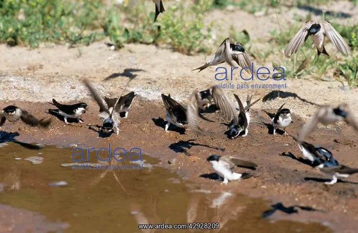 : House MARTINS - at water, collecting mud to build nest : House MARTINS - at water, collecting mud to build nest