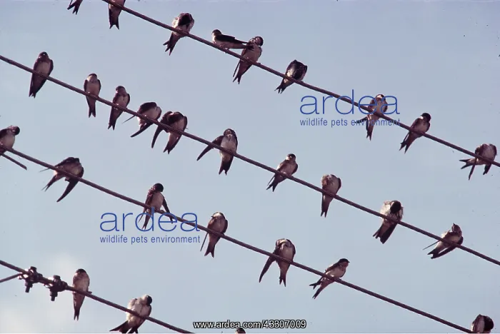 : HOUSE MARTINS - on wires before migration : HOUSE MARTINS - on wires before migration