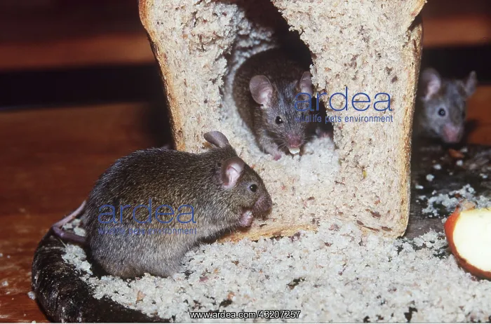: HOUSE MICE - in bread : HOUSE MICE - in bread