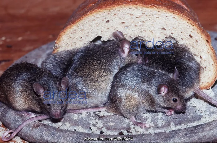 : House Mice in Bread : House Mice in Bread