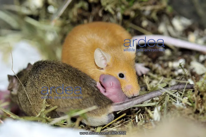 : House mice couple and new-born in a terrarium : House mice couple and new-born in a terrarium