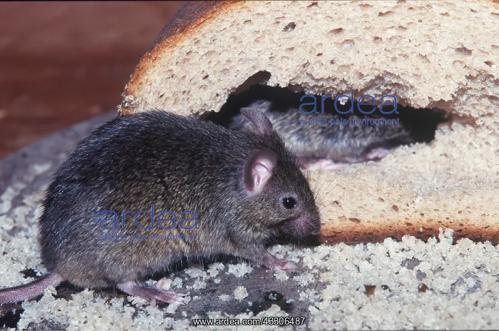 : HOUSE MICE - eating breadcrumbs : HOUSE MICE - eating breadcrumbs