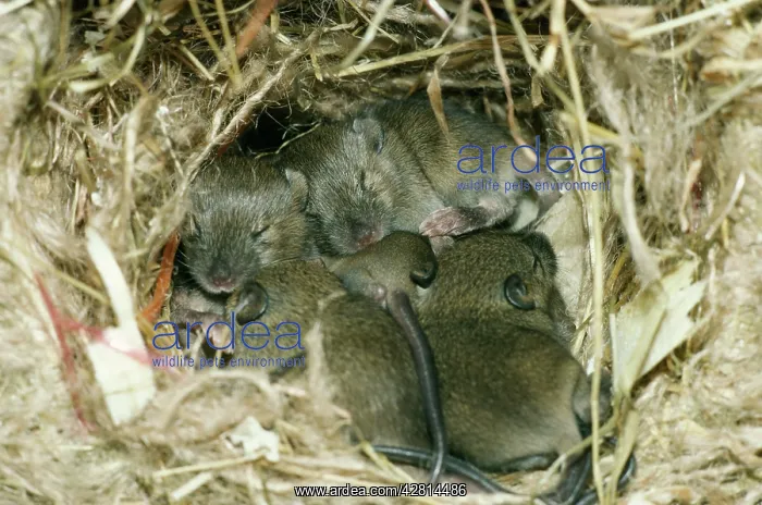  : House Mice - in nest at 12 days