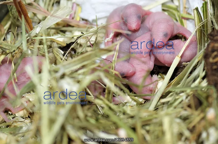 : House mice new-born 2 days old in a terrarium : House mice new-born 2 days old in a terrarium