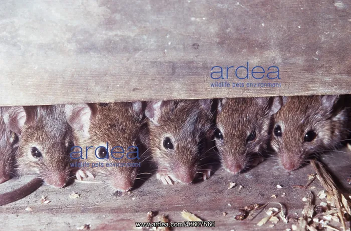 : HOUSE MICE - x five heads under skirting : HOUSE MICE - x five heads under skirting