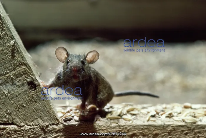  : House Mouse
