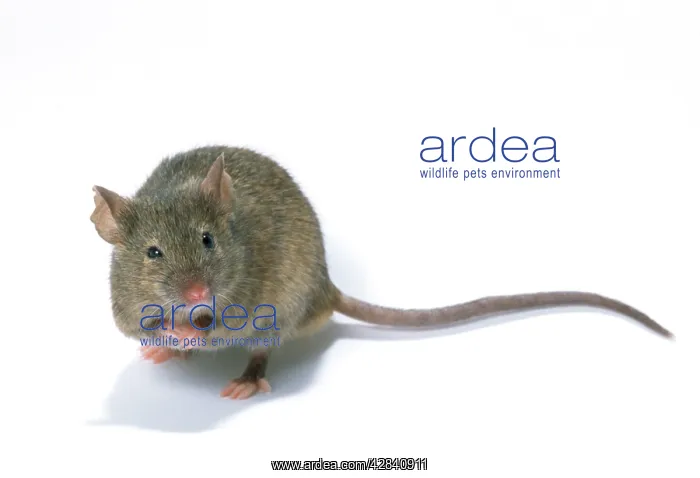  : House Mouse