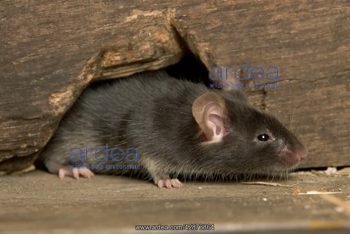  : House Mouse