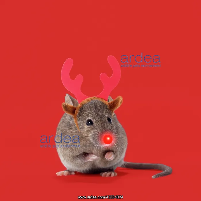 : House Mouse : House Mouse