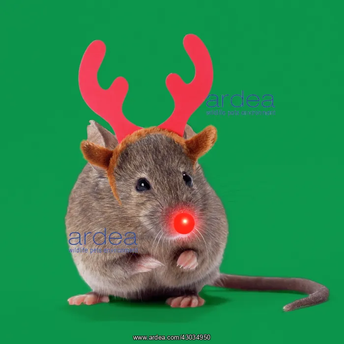 : House Mouse : House Mouse