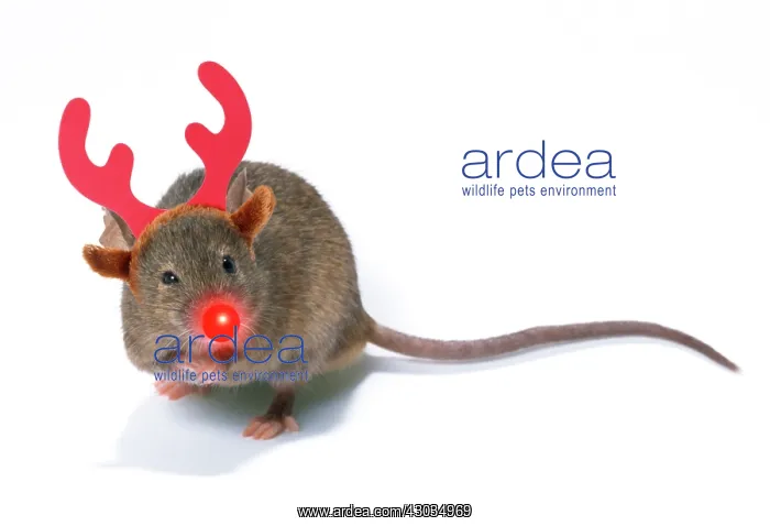 : House Mouse : House Mouse