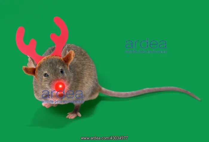 : House Mouse : House Mouse