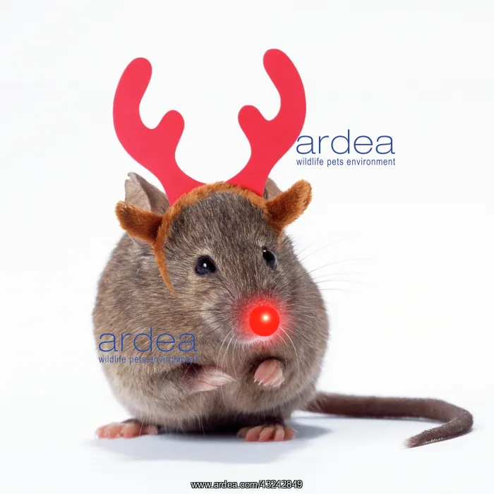 : House Mouse : House Mouse