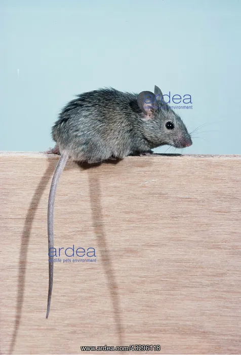 : HOUSE MOUSE : HOUSE MOUSE