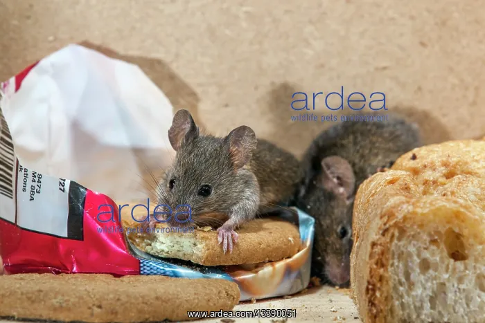 : House Mouse - With Biscuit - UK : House Mouse - With Biscuit - UK