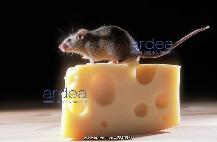: House Mouse - on block of cheese : House Mouse - on block of cheese