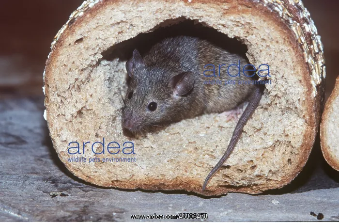 : HOUSE MOUSE - in bread : HOUSE MOUSE - in bread
