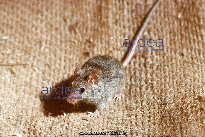 : HOUSE MOUSE - on carpet : HOUSE MOUSE - on carpet